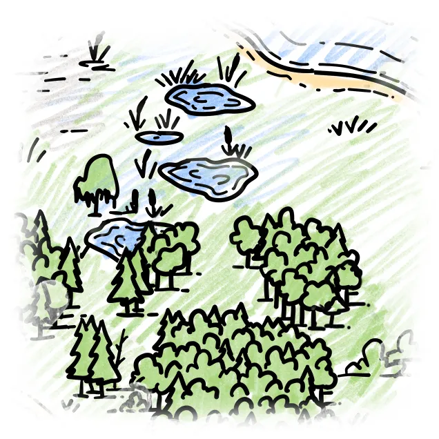 Wälder & Sümpfe